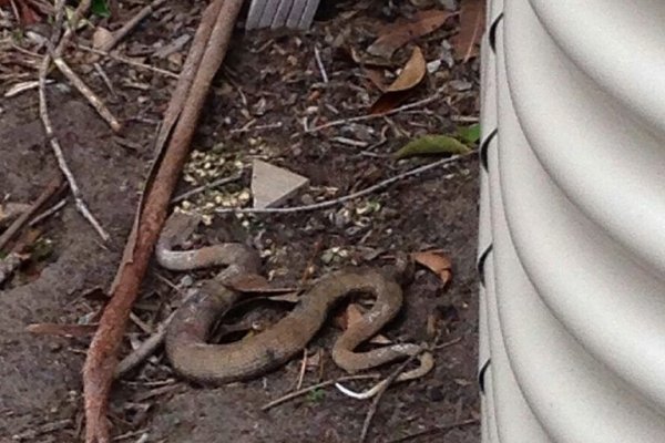 Кракен дарксайд