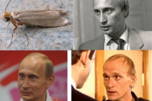 Kraken зеркала gigageek ru