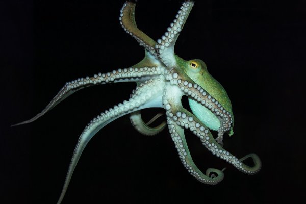 Кракен даркнет krawebes